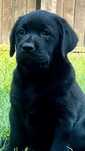 Pui Labrador Retriever