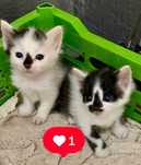 Отдам котят в хорошие руки