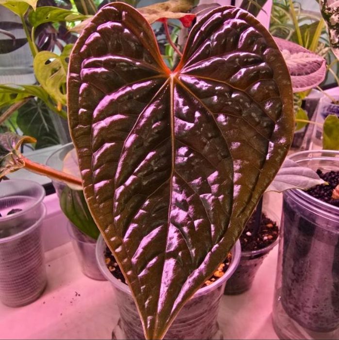 Продам детки антуриум люксарианс