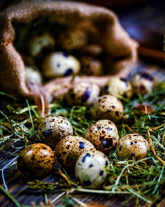Перепелиные столовые и инкубационные яйца