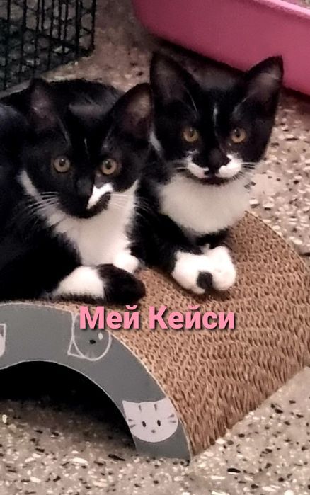 котенца от Созопол