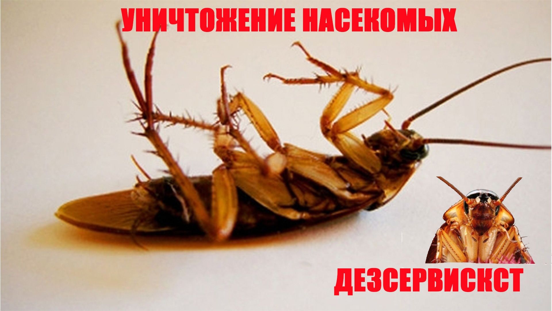 Дезинфекция! Обработка от клопов с тараканов, муравьёв, блох и т.д