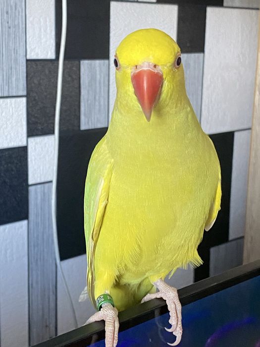 Papagal Micul Alexandru