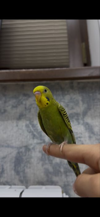 Чистый Ручной Волнистый НАР