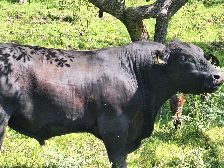 Tauri Aberdeen Angus (reproductie)