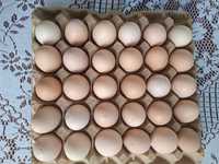 Яйцо на инкубацию и готовые цыплята.