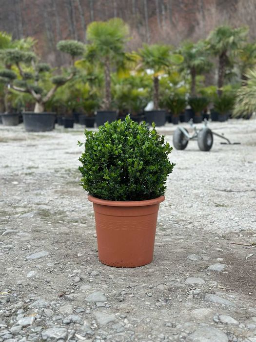 Plante ornamentale ce transformă orice spațiu verde