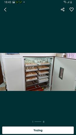 Inkubator xizmati. Инкубаторные услуги