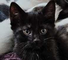 Котята домашние бесплатно в хорошие руки