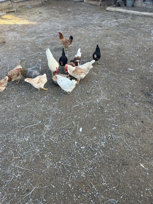 Жас туып жүрген тауықтар сатылады. Барлығын бірге сатамын,