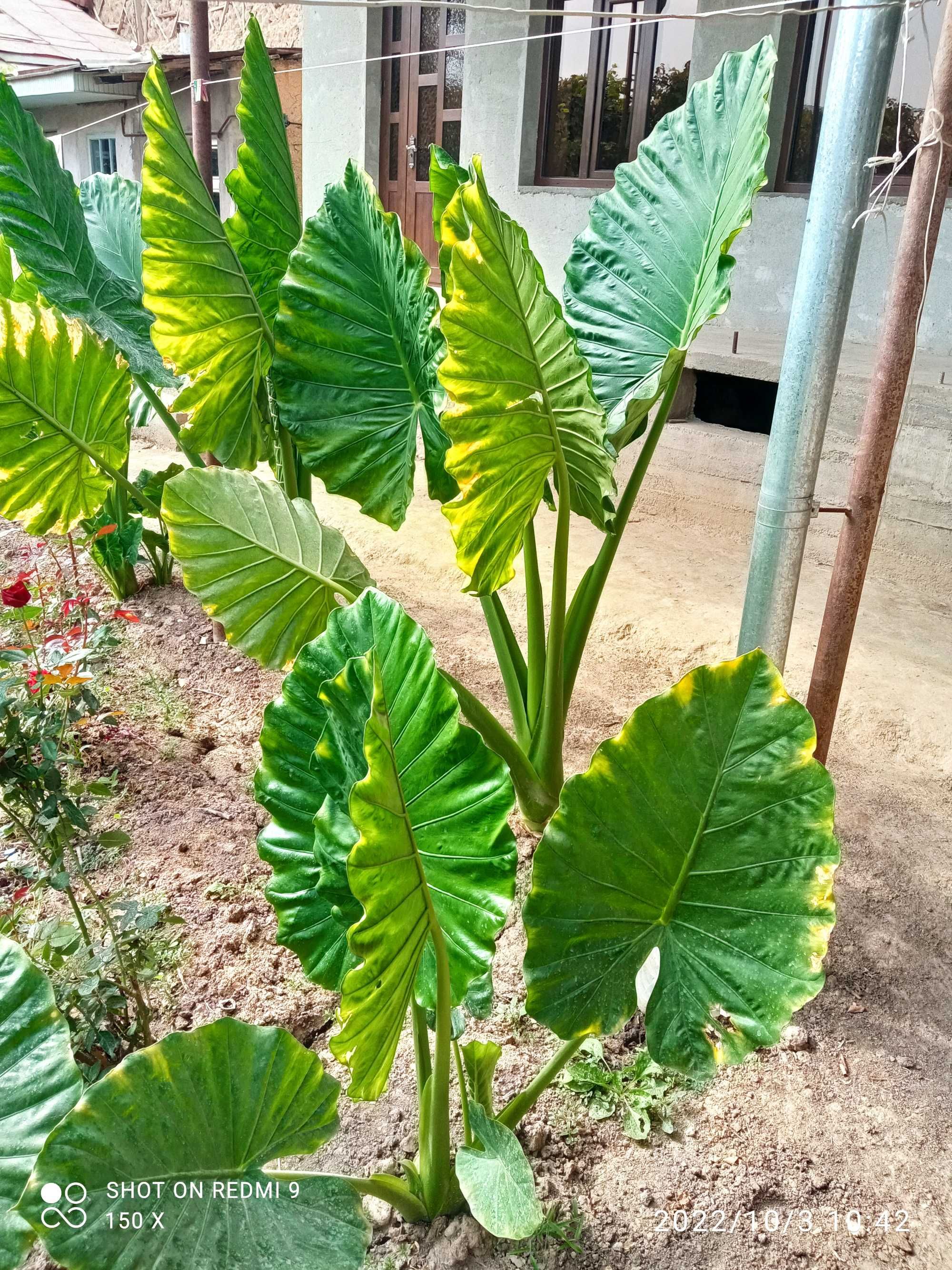 Ofis va Xona uchun Gul, Alocasia odora