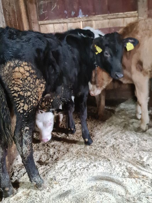 Vitica de 5 luni mhncacioasa buna de tinut