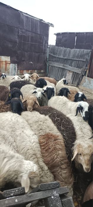 Продам овец , звоните