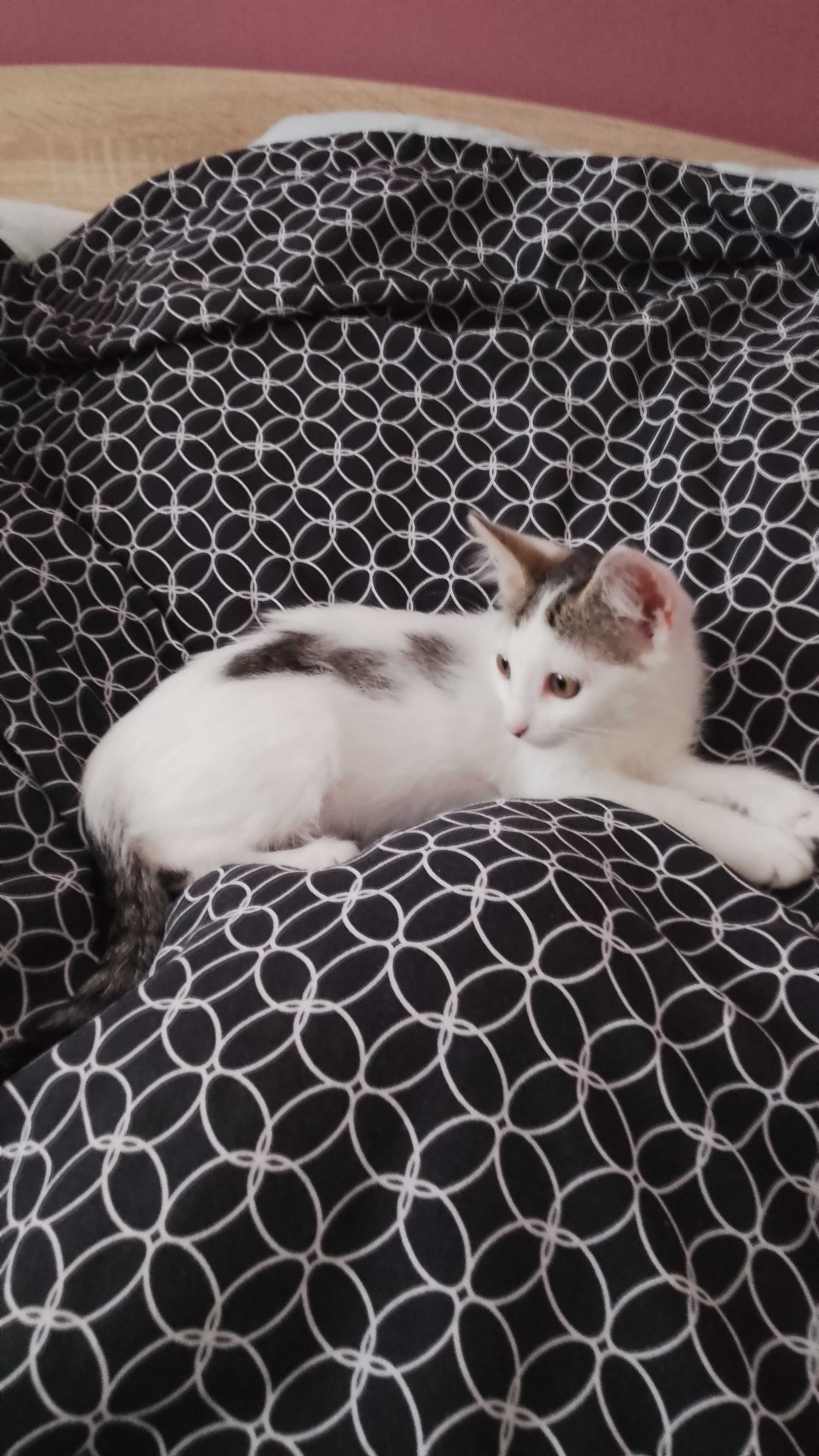 Подарявам красиво котенце на 2 м.