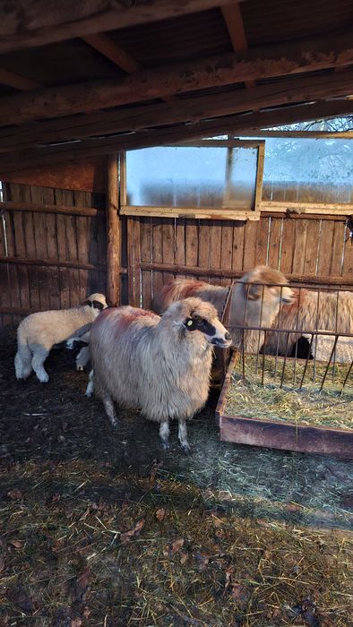 Vând 3 oi cu miei
