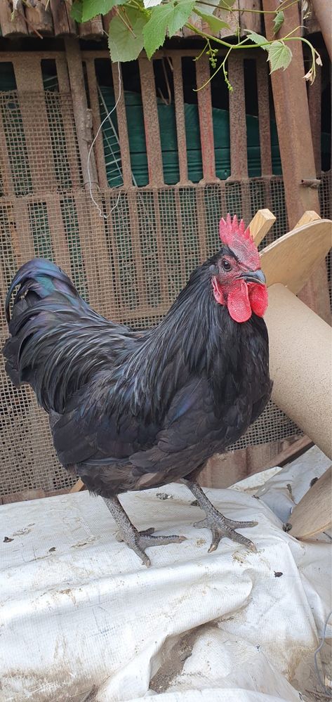 Cocos australorp, australop, austrolop negru