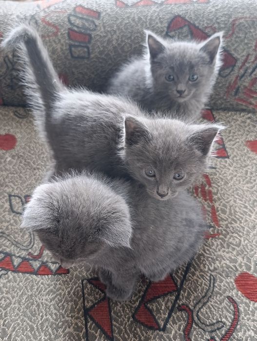 Отдам котят, кушаю