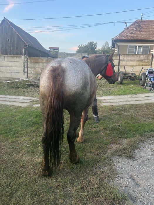 Vand iapa de 2 ani jumate invățată la ham