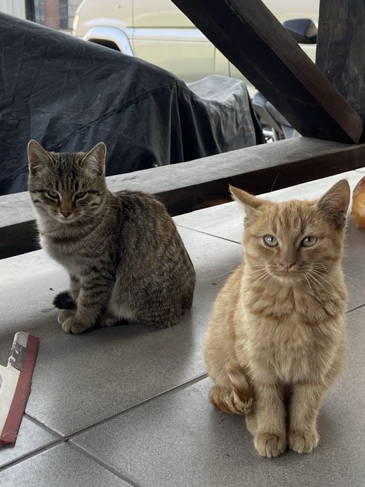 Отдам котят девочка и мальчик