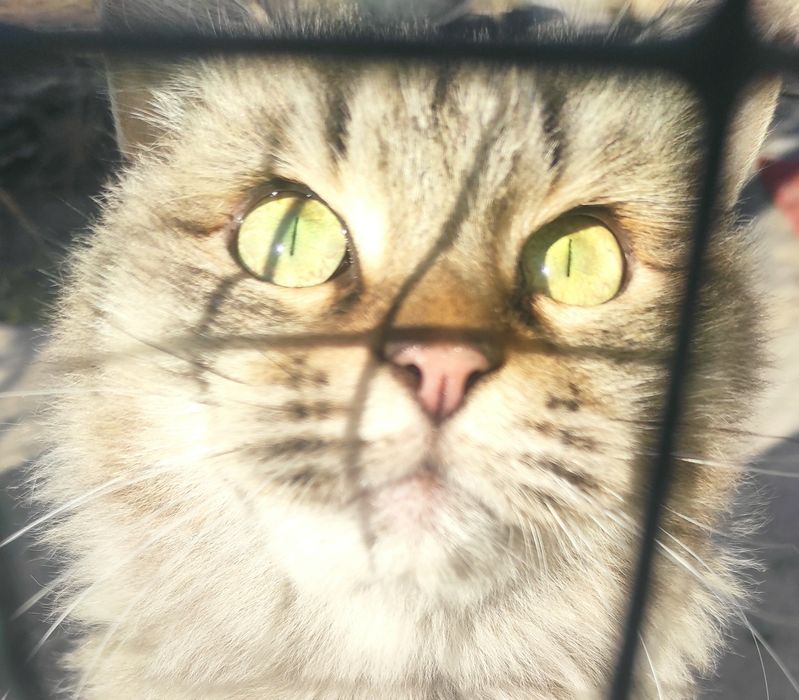 Зеленоглазая кошка ищет дом/лучше квартиру