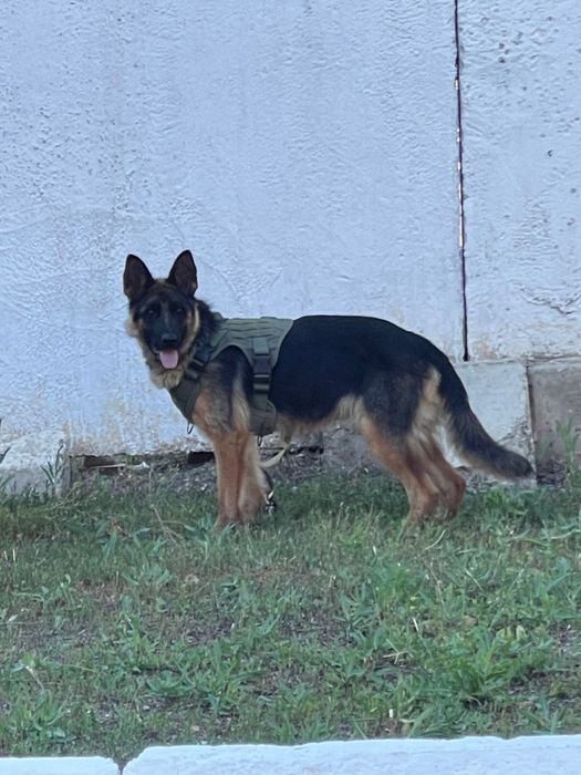 Немецкий овчарка сатылады
