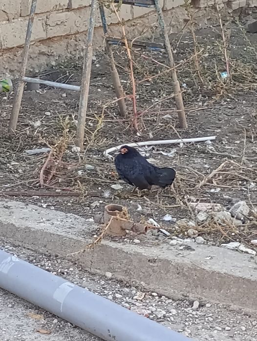 Vand rațe si pitice