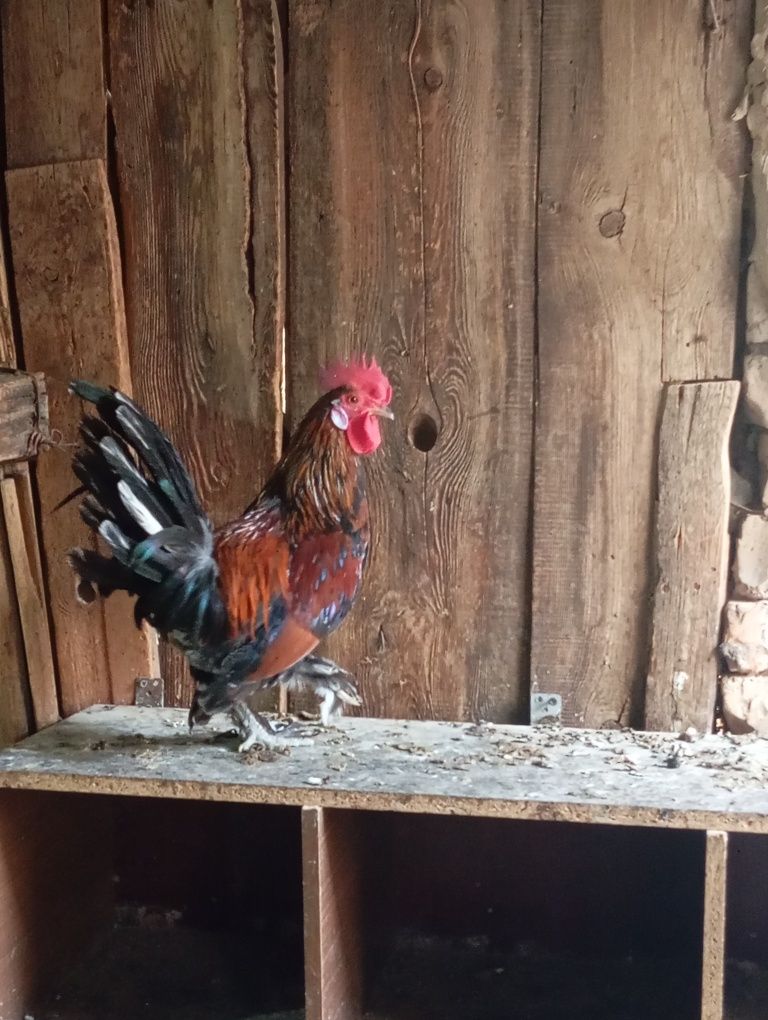Продам японских курей домашние