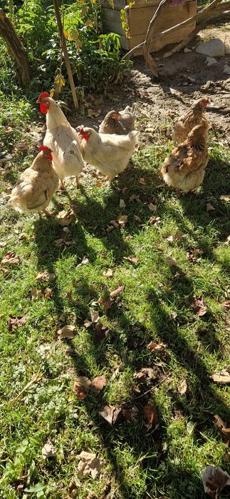 Vând.        găini