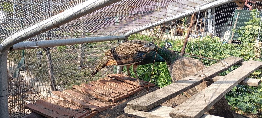 Пауни двойка м/ж