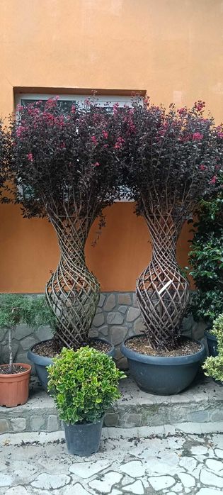 Plante ornamentale pentru grădina ta – transport inclus