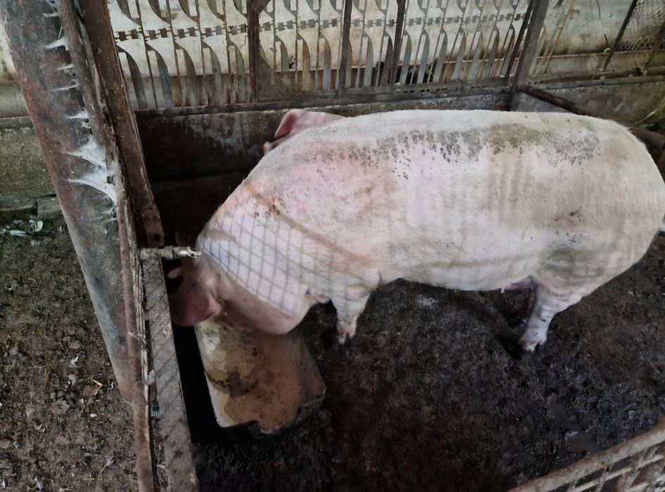 Продавам Свиня майка или за месо