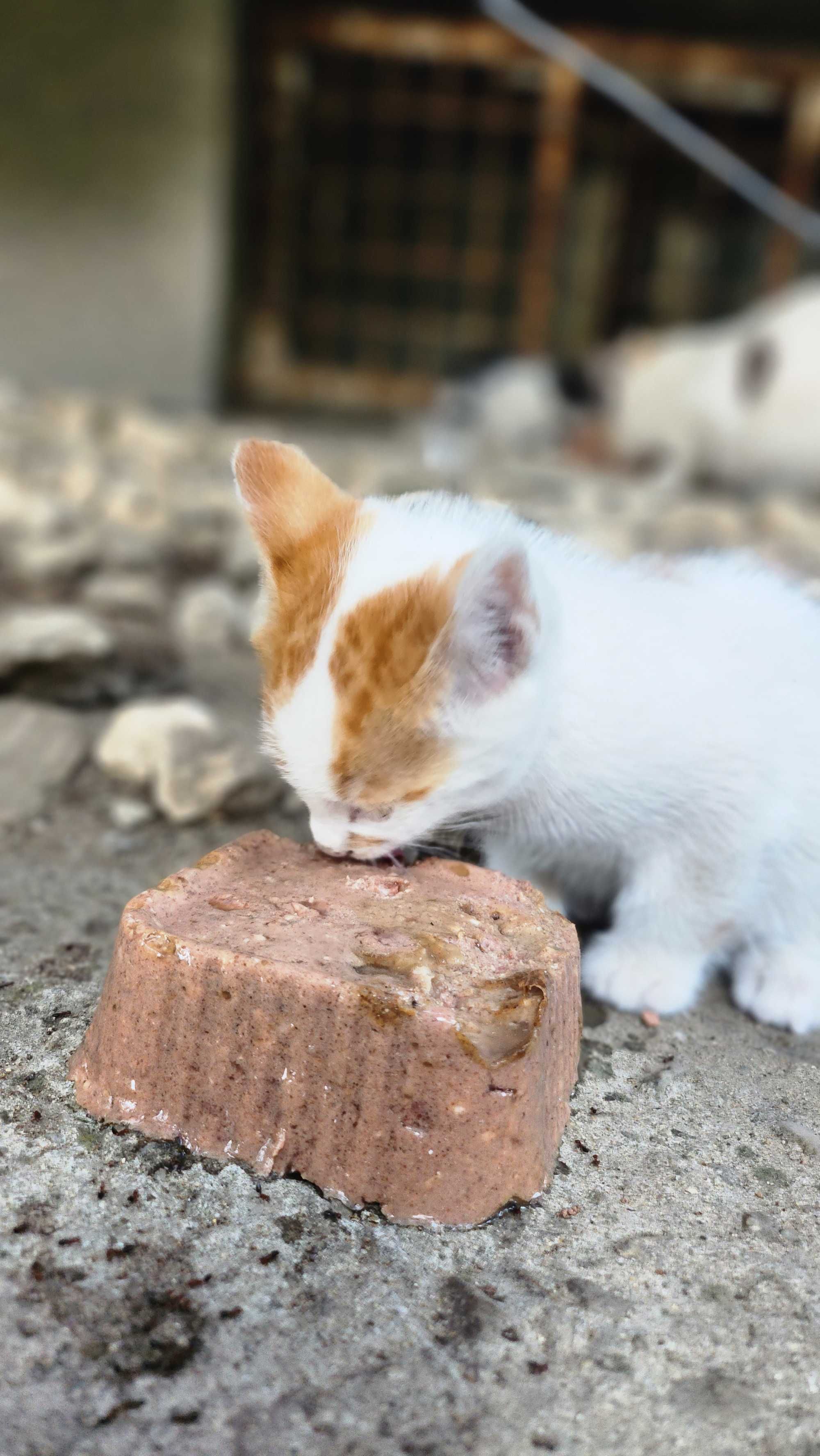 Котета търсят дом