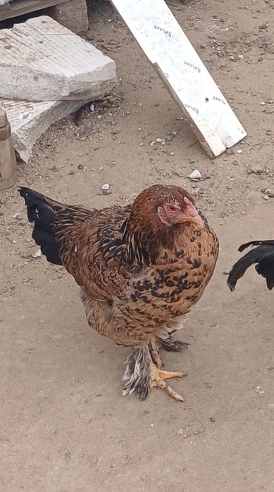 Жұмыртқалайтын үй тауықтары,дәмді,табиғи