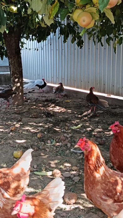 Fazani argintii de vanzare