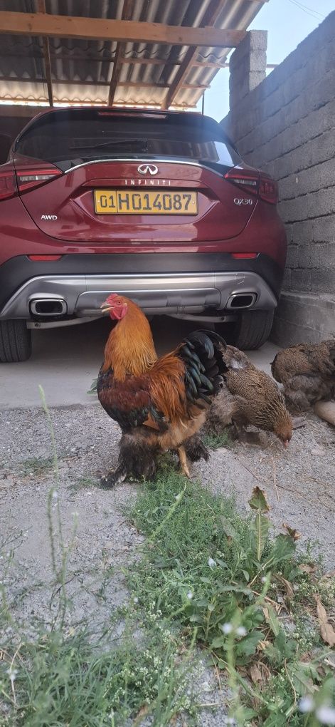 3+1 kuropatchatiy brama oilasi