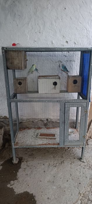 Вальнисти попугай