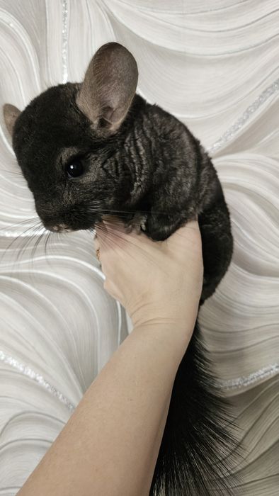 Продам пару шиншилл