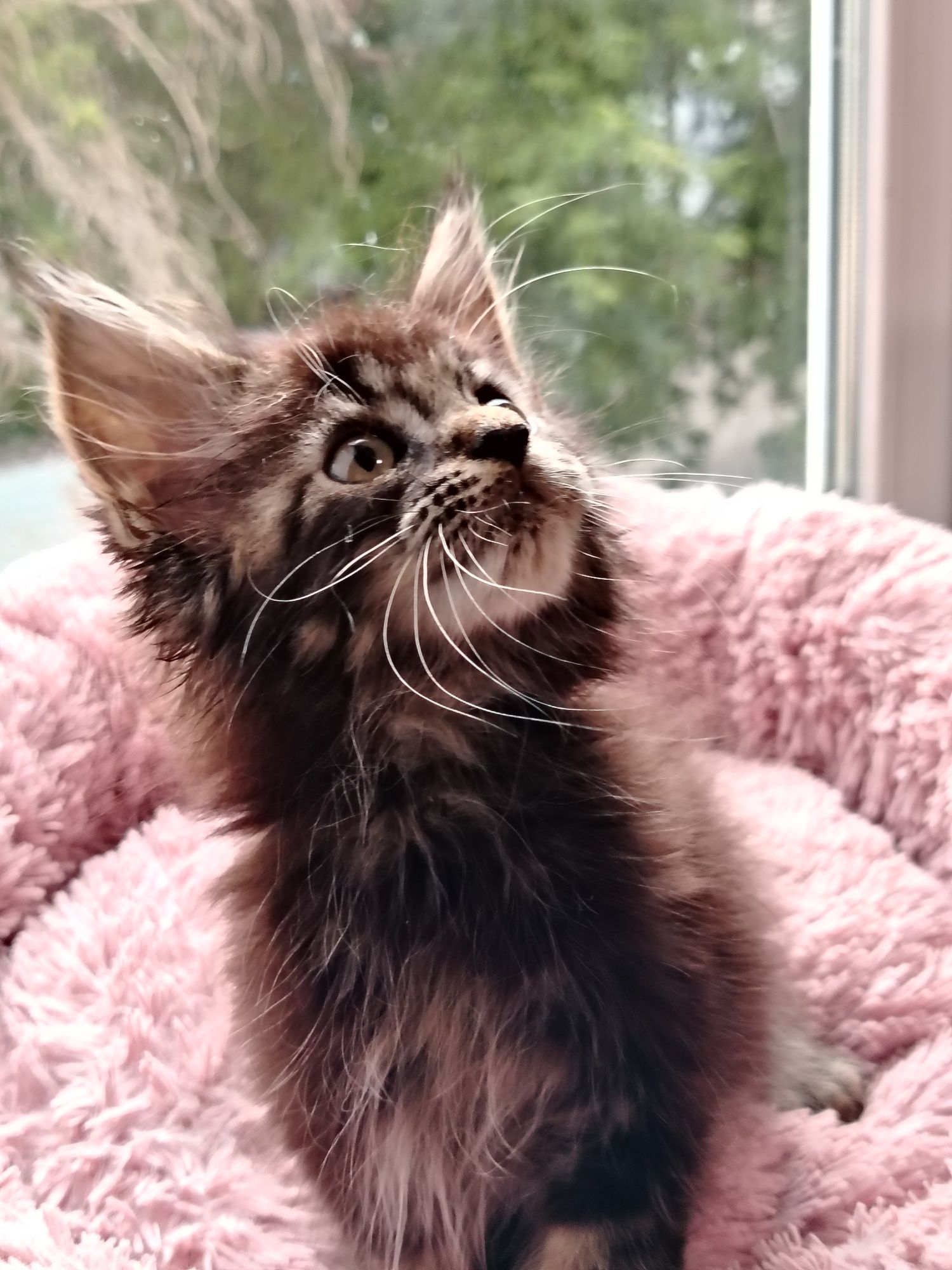 Котята Мейн куны из питомника