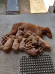 Pui de Vizsla maghiara