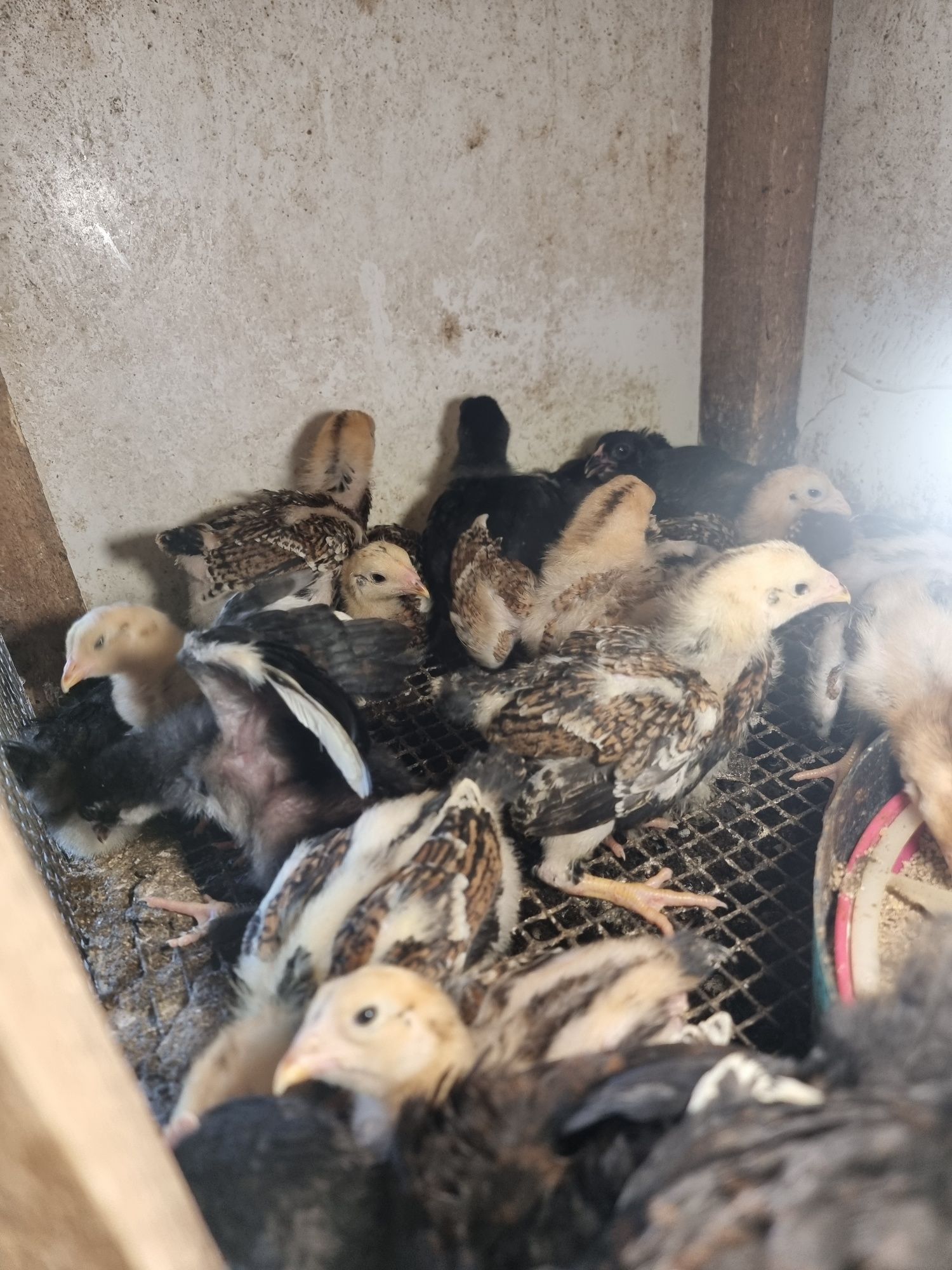 Pui Marans Araucana Combatant Marans