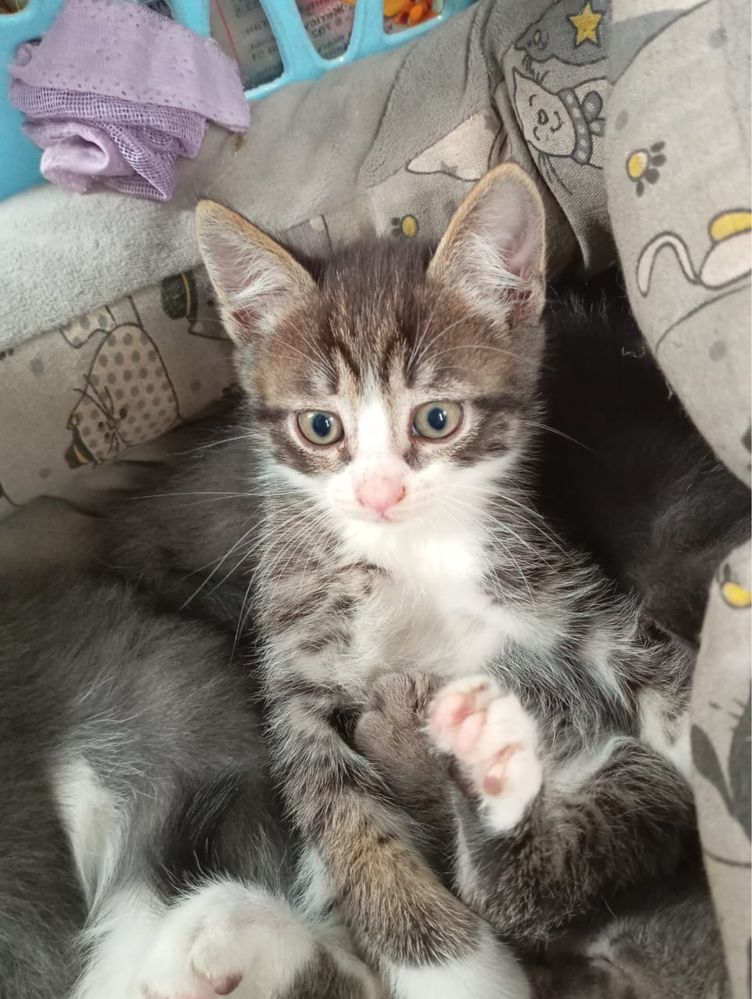 Отдам котят в добрые руки