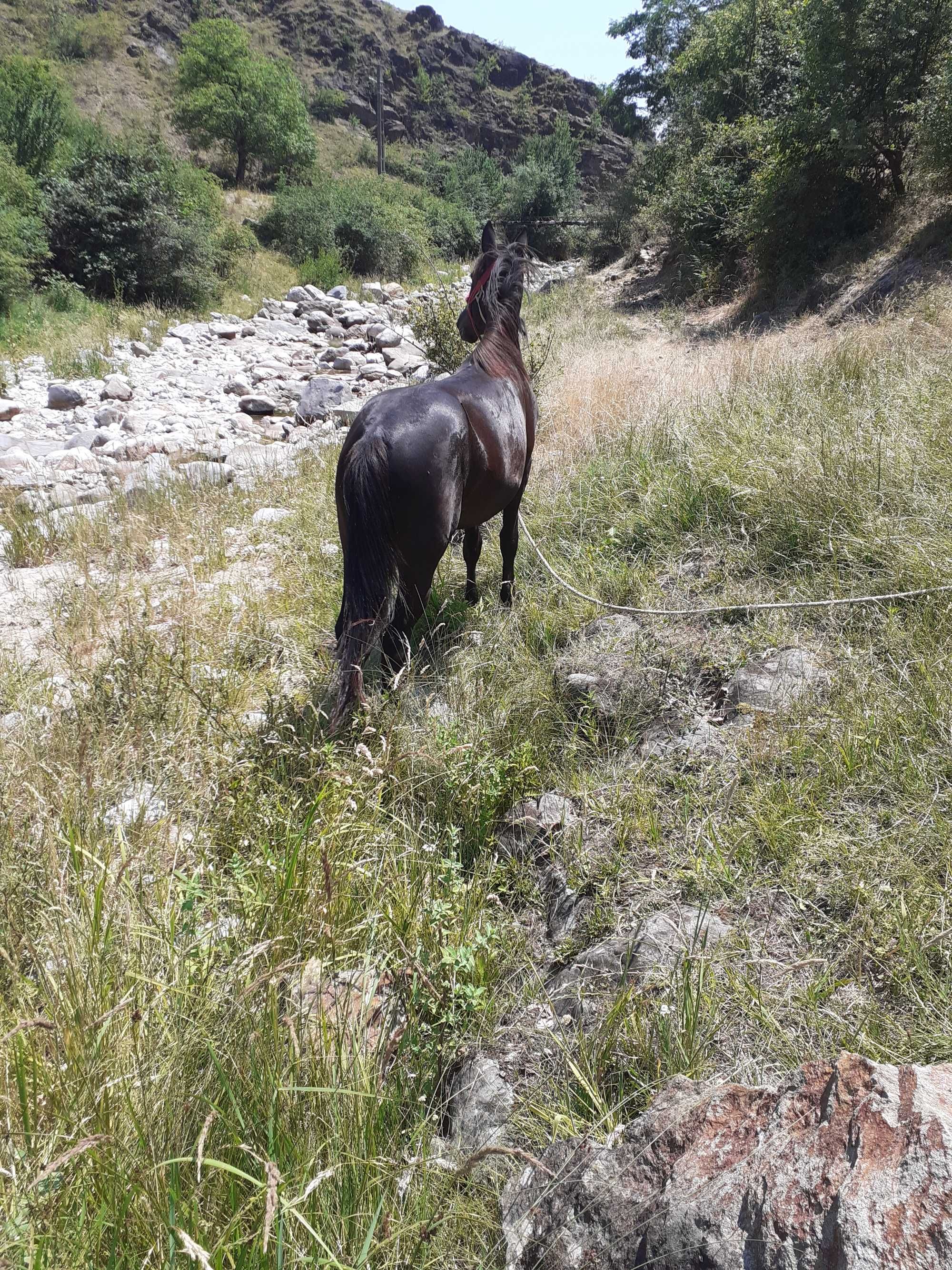 Mânză de 1 an jumate