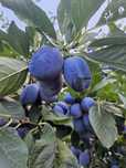 Prune stanley pentru consum