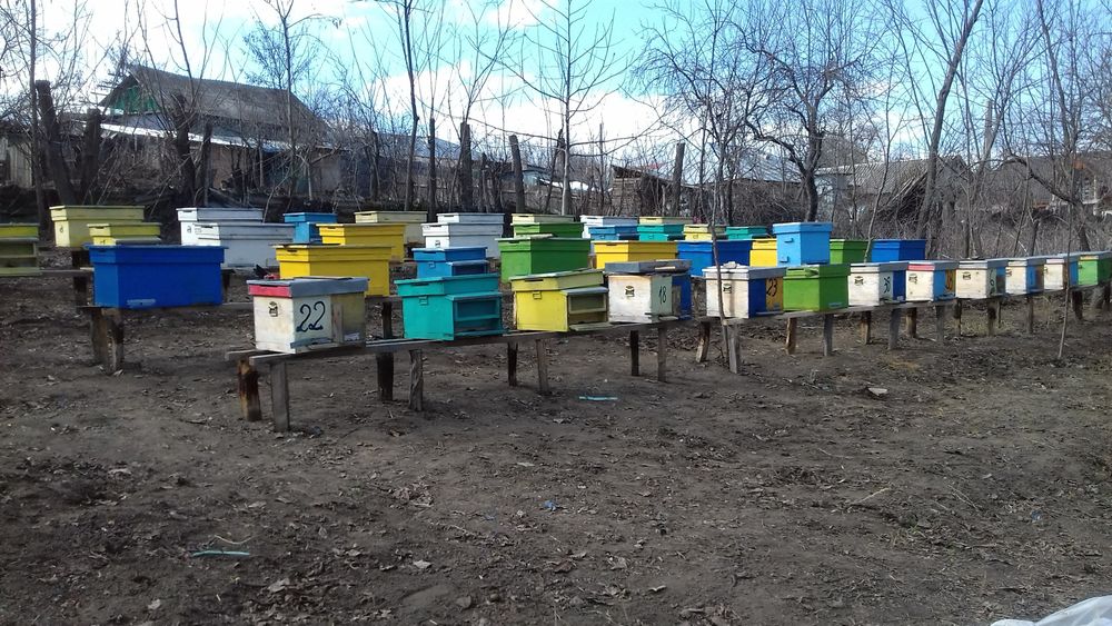 Miere naturala en gros - tei, floarea soarelui, rapita