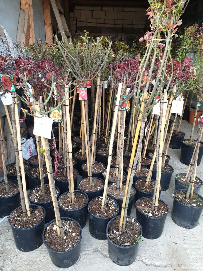Plante Ornamentale diferite specialități tuia magnoli artar