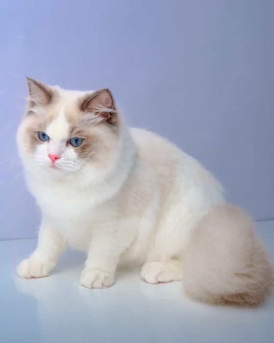 Привезные регдоллы !!