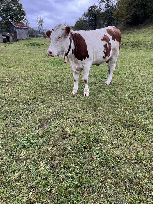 Junica de un an jumatate din vaca buna de lapte