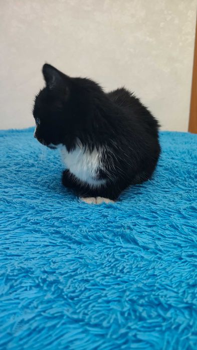 Срочно отдам котёнка девочка 2,5 месяца