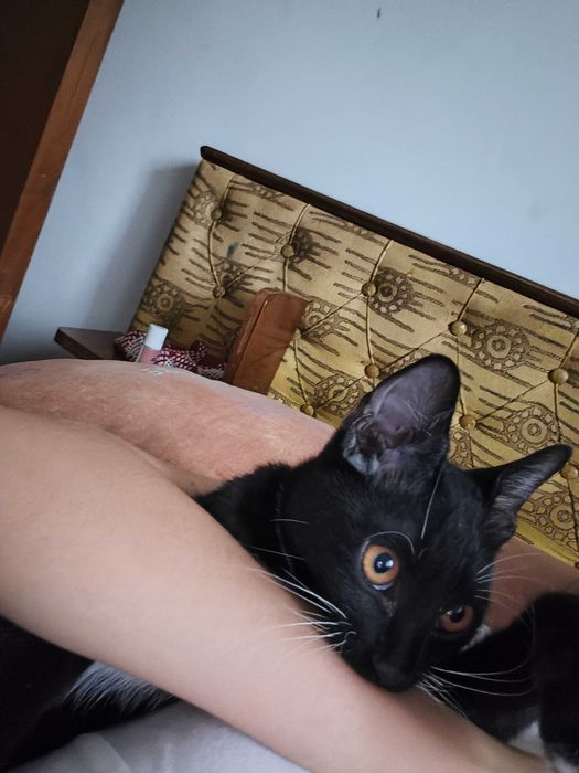 Donez Pisic negru