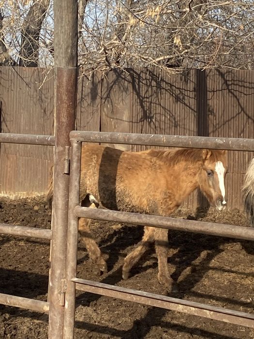 Семіз еміп,откормда тұрған жабағылар